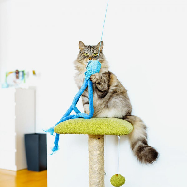 푸징어 | 겟몰 쇼핑몰솔루션 디자인 파이브3