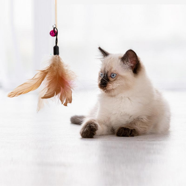 숱냥이 스틱  | 겟몰 쇼핑몰솔루션 디자인 파이브3