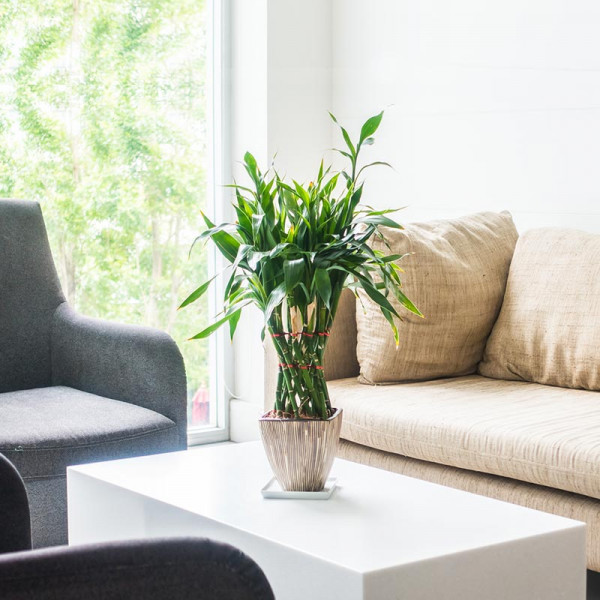 자라는 기운, 어린 대나무 화분 | 겟몰 쇼핑몰솔루션 디자인 파이브3