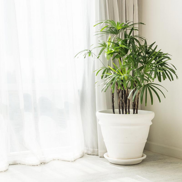 초록의 기둥, 키 큰 플랜터 | 겟몰 쇼핑몰솔루션 디자인 파이브3