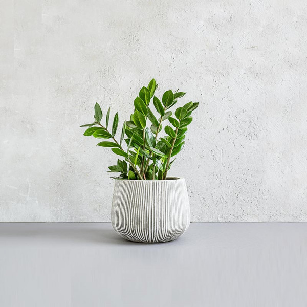 행운 가득 돈나무 인테리어 화분 | 겟몰 쇼핑몰솔루션 디자인 파이브3