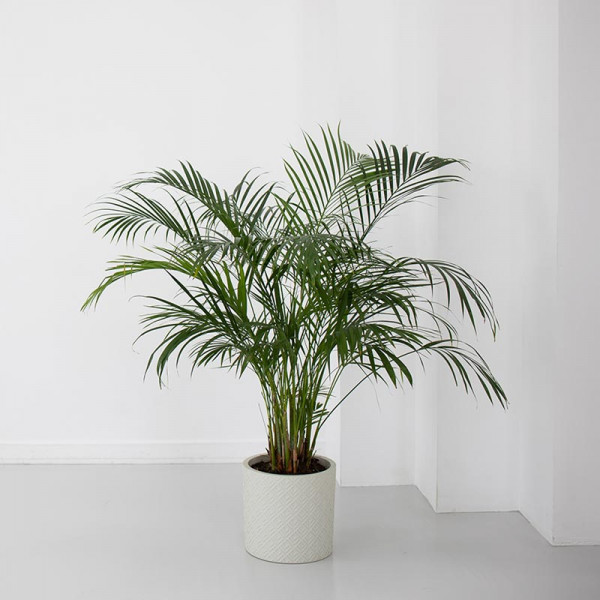 바람이 스치는 자리, 아래카야자 화분 | 겟몰 쇼핑몰솔루션 디자인 파이브3