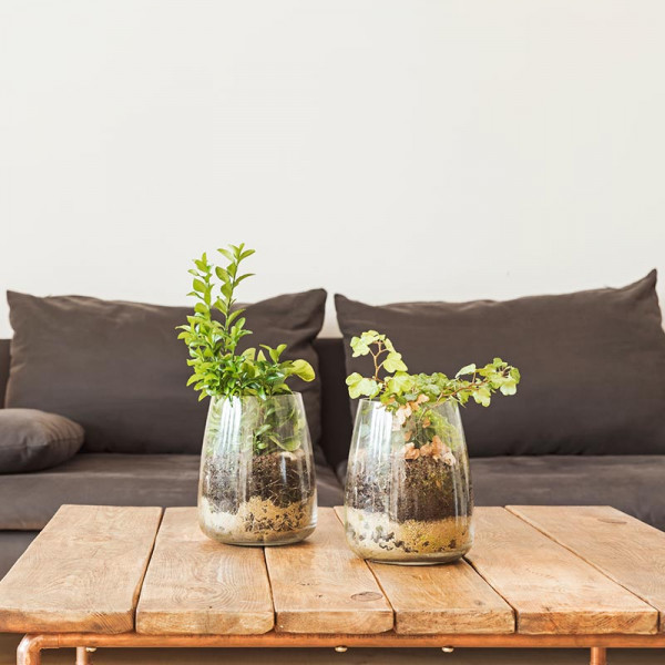 투명한 숲, 유리병 속 식물 세트 | 겟몰 쇼핑몰솔루션 디자인 파이브3